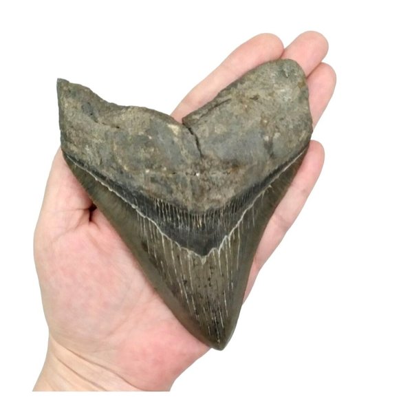 Prehistoric Otodus Megalodon Fossilized Shark Tooth Massive Top Quality Specimen - Picture 1 of 9
